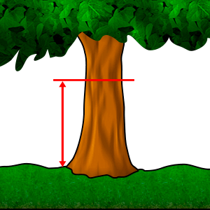 Průměr na prsní výšce